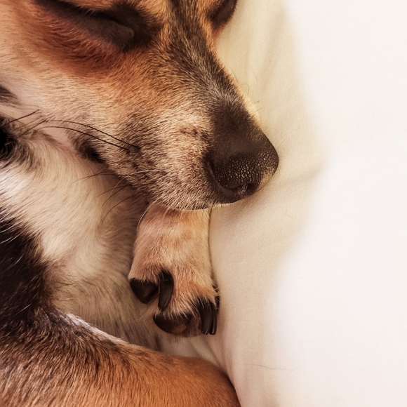 Meet your Posher, Pamela - Picture 2 of 2